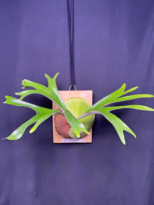 Platycerium alcicorne cv. Gorgon - ALG-01