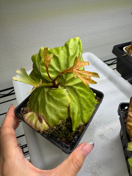 Platycerium ridleyi