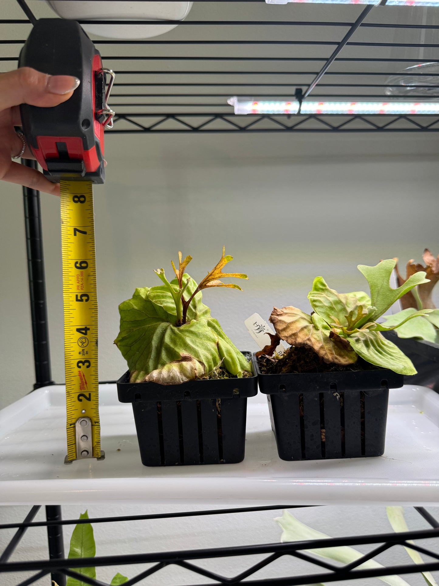 Platycerium ridleyi