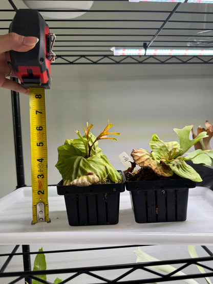 Platycerium ridleyi
