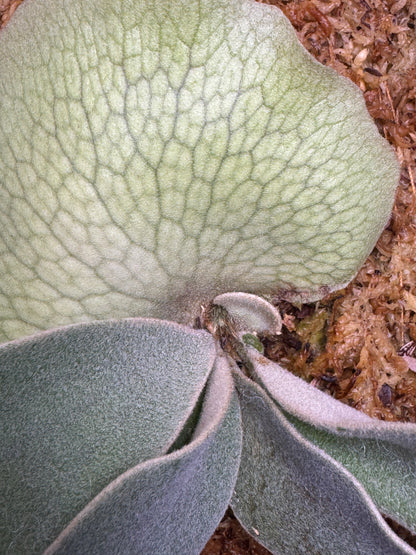 P.  veitchii ‘Lemoinei’  - Offset from Mother Plant - VL -02