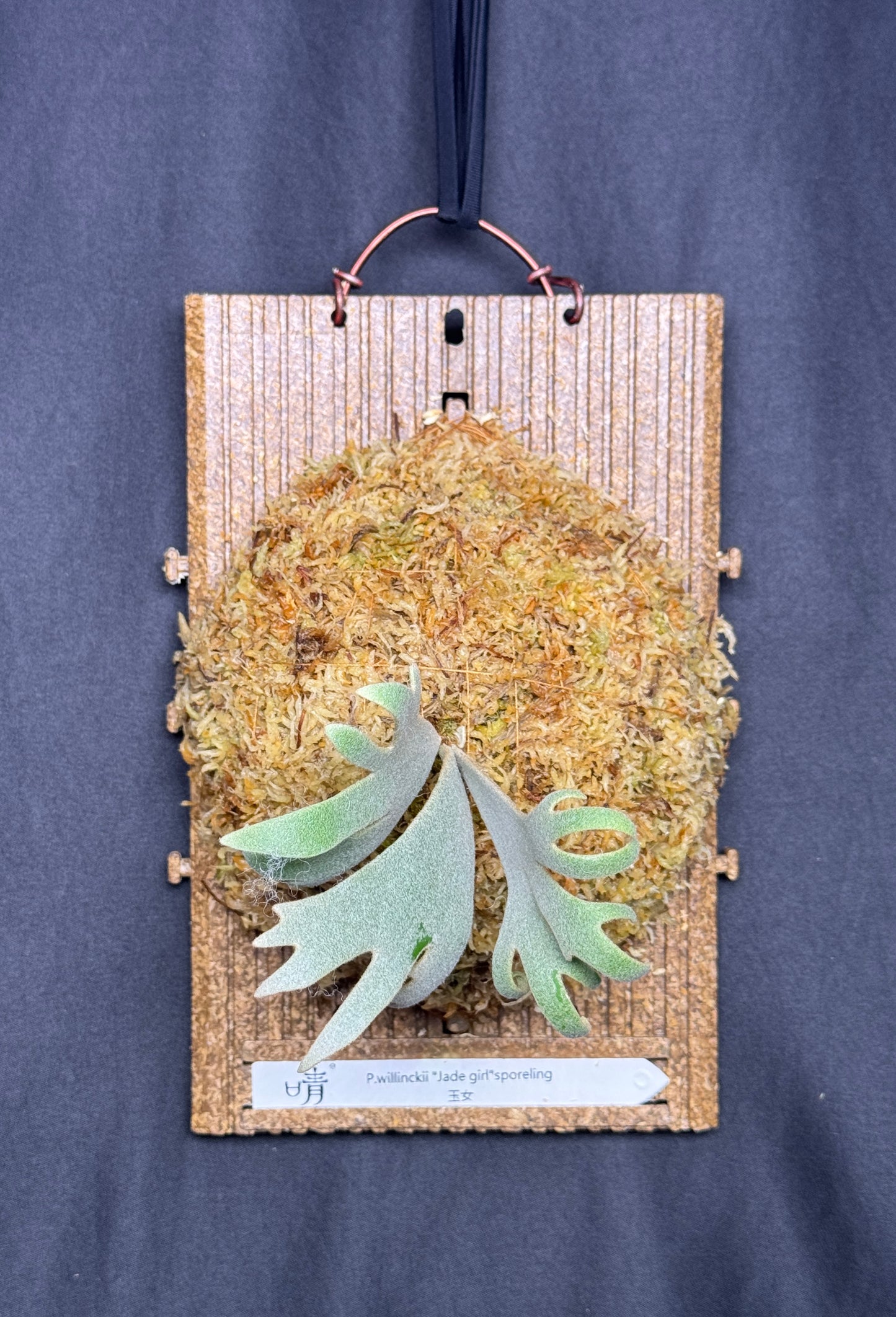 P. willinckii 'Jade Girl' sporeling- JG-20