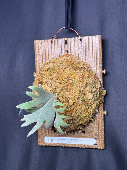 P. willinckii 'Jade Girl' sporeling- JG-20