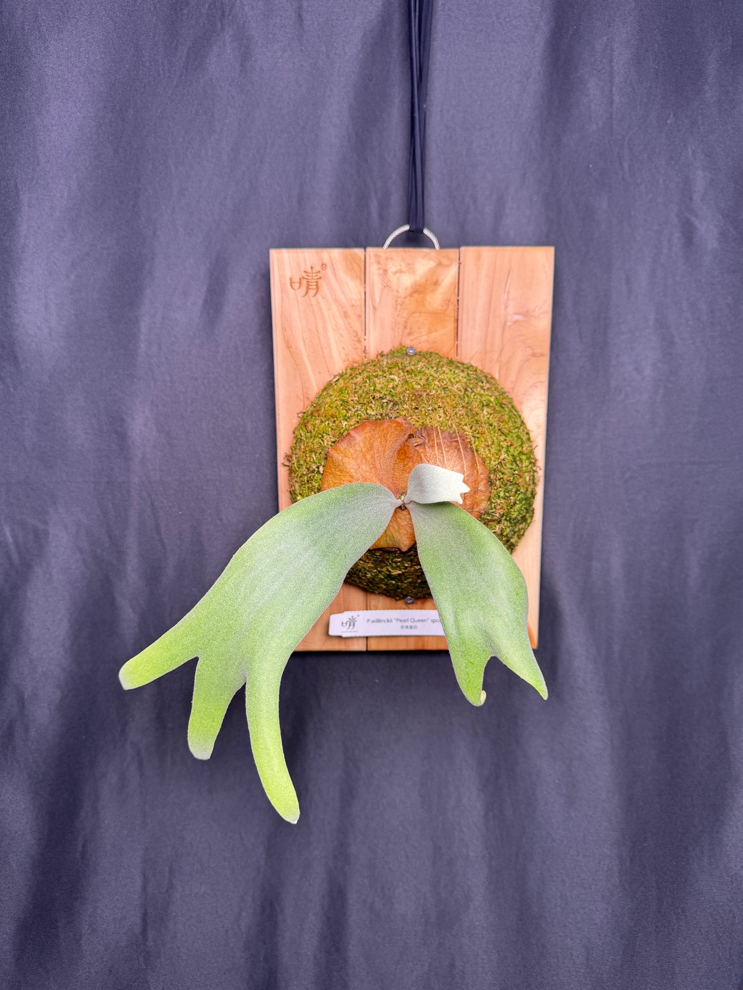 P.willinckii ‘Pearl Queen’ sporeling - PQ-04