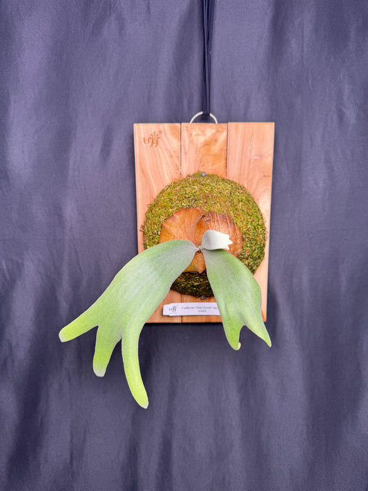 P.willinckii ‘Pearl Queen’ sporeling - PQ-04