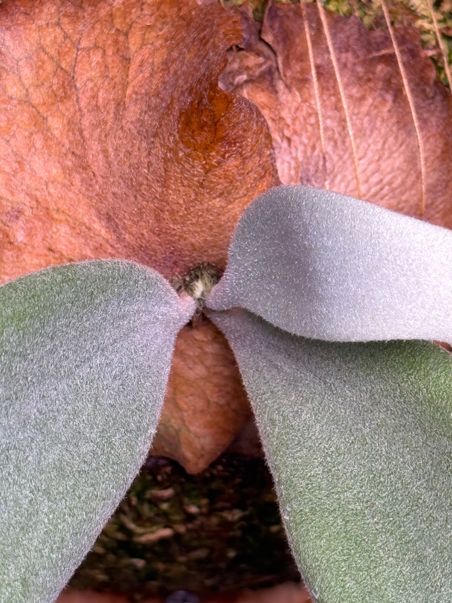 P.willinckii ‘Pearl Queen’ sporeling - PQ-04