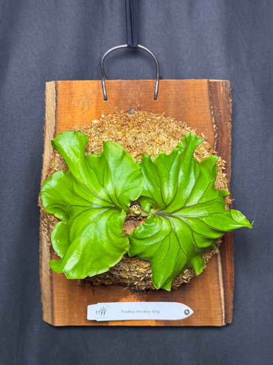 Platycerium ridleyi 'Monkey King' mounted pup