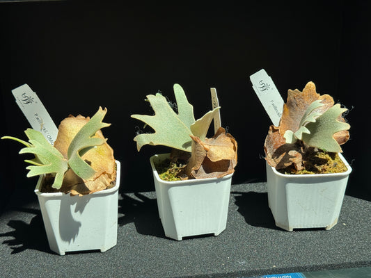 Platycerium Willinckii 'OMG' sporeling potted
