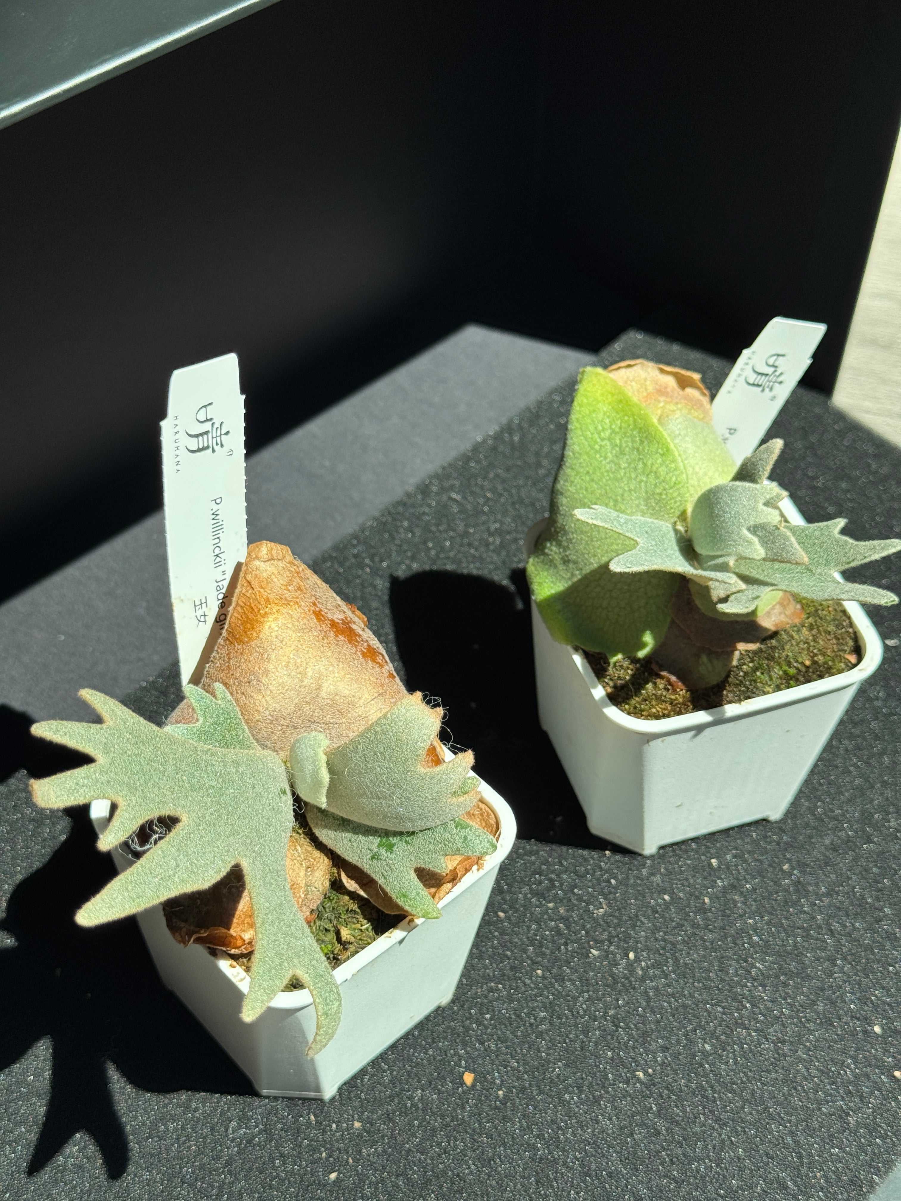 Dwarf Varieties – Haruhana