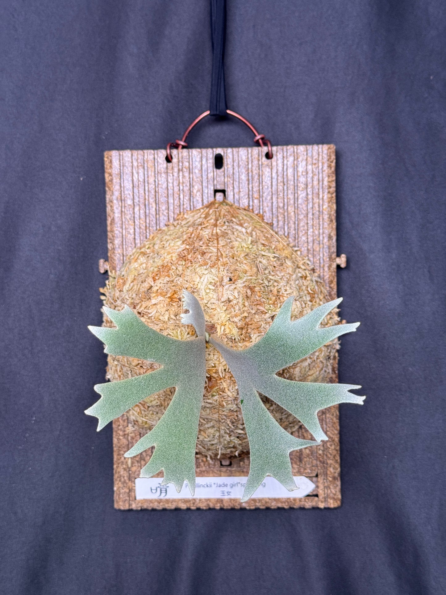 P. willinckii 'Jade Girl' sporeling- JG-21
