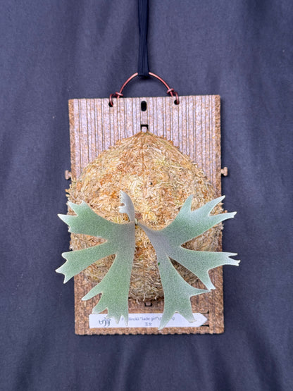 P. willinckii 'Jade Girl' sporeling- JG-21