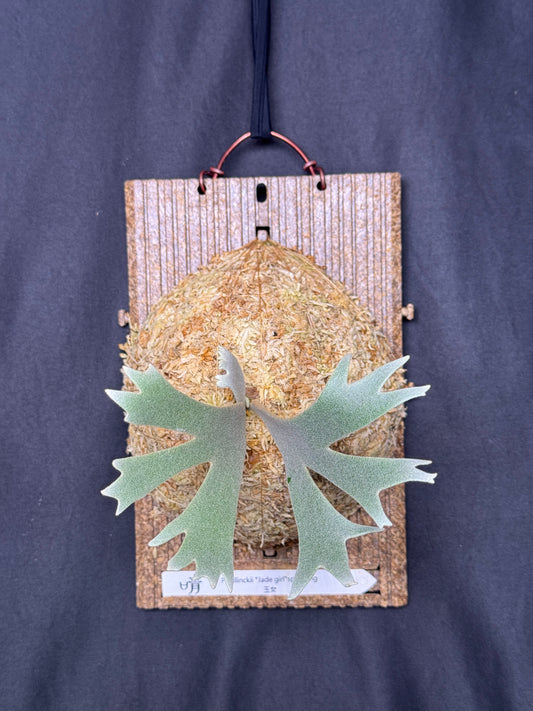 P. willinckii 'Jade Girl' sporeling- JG-21