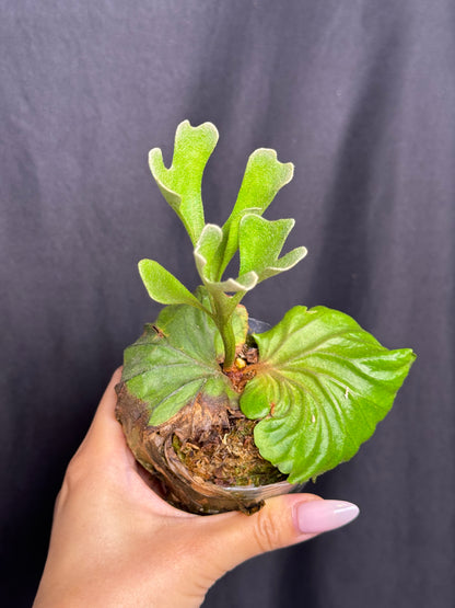 Platycerium ridleyi potted