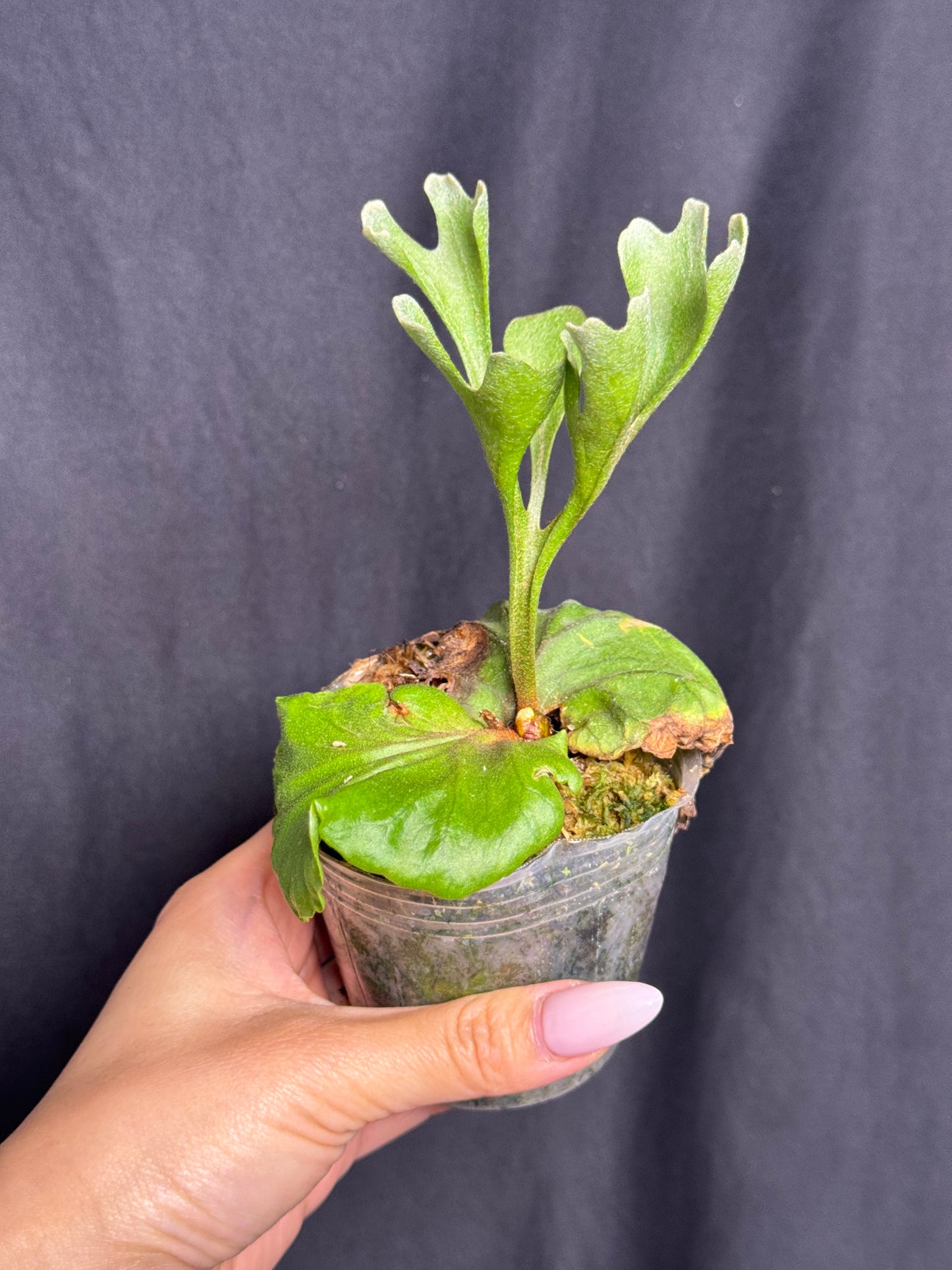 Platycerium ridleyi potted