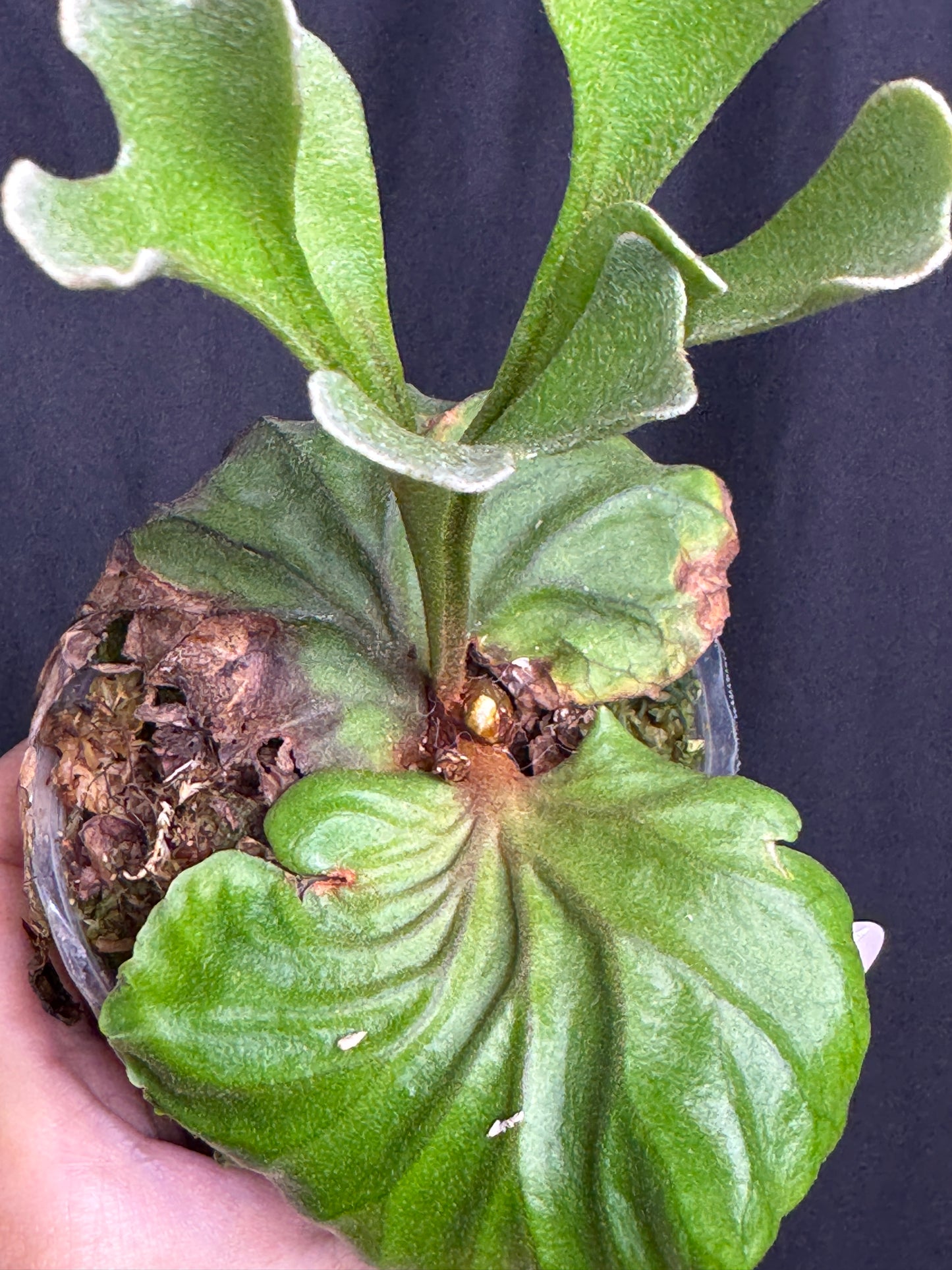 Platycerium ridleyi potted