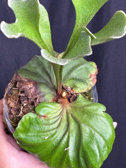 Platycerium ridleyi potted
