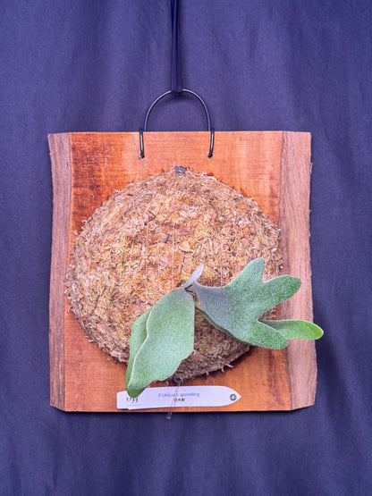 Platycerium 'Unicorn' sporeling mounted