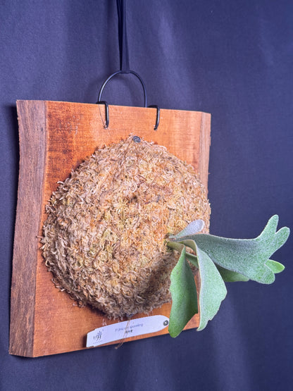 Platycerium 'Unicorn' sporeling mounted