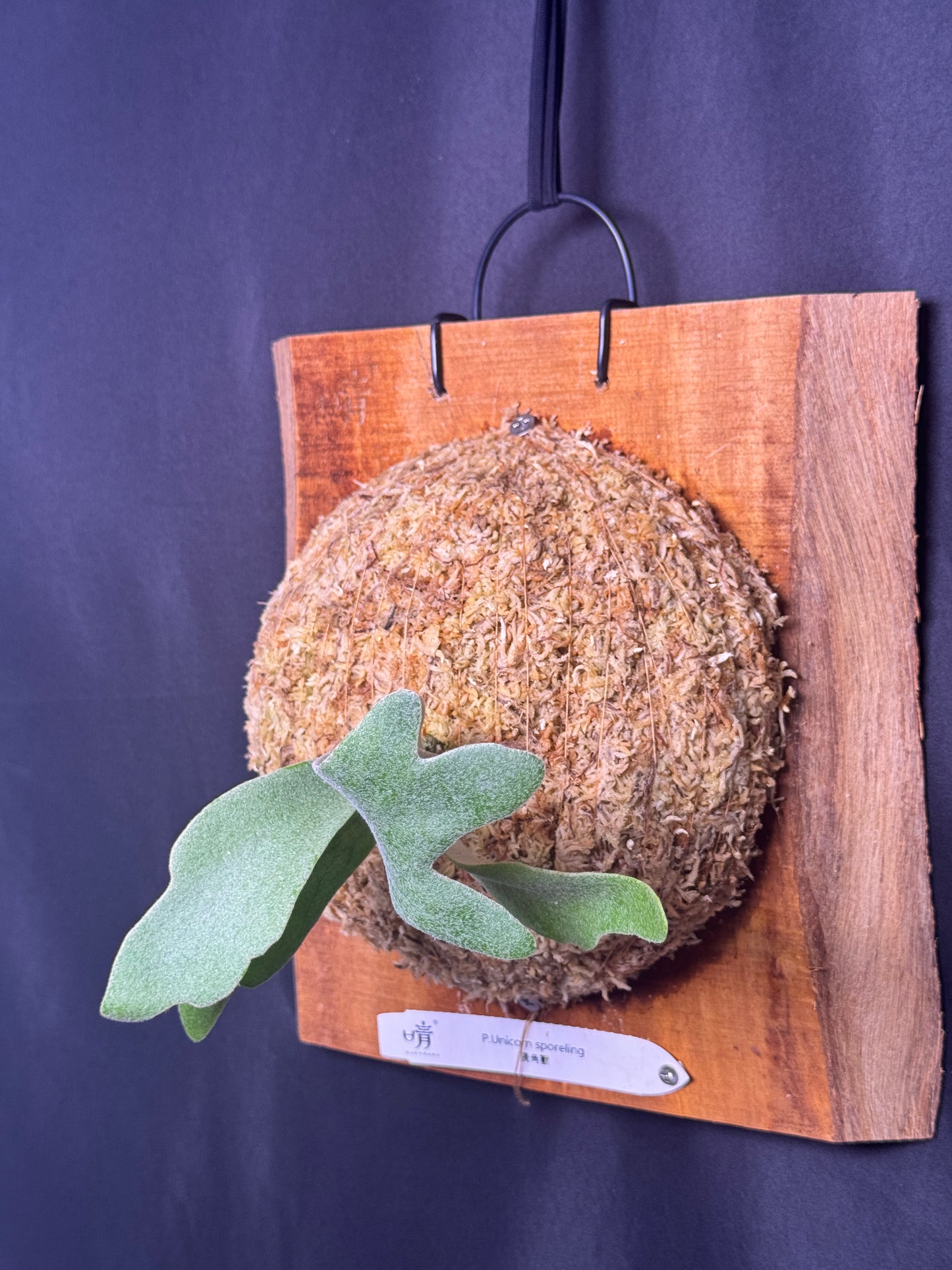 Platycerium 'Unicorn' sporeling mounted