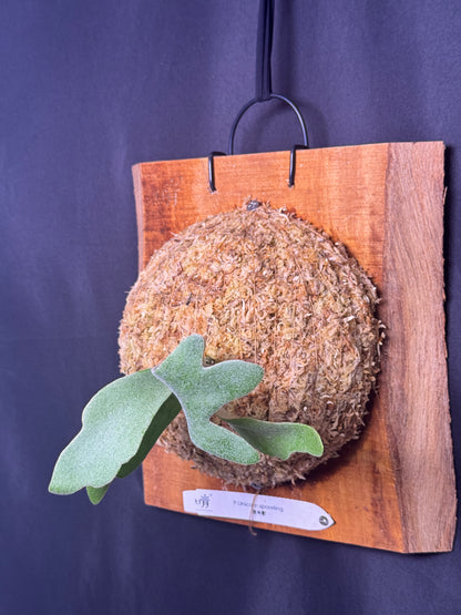 Platycerium 'Unicorn' sporeling mounted