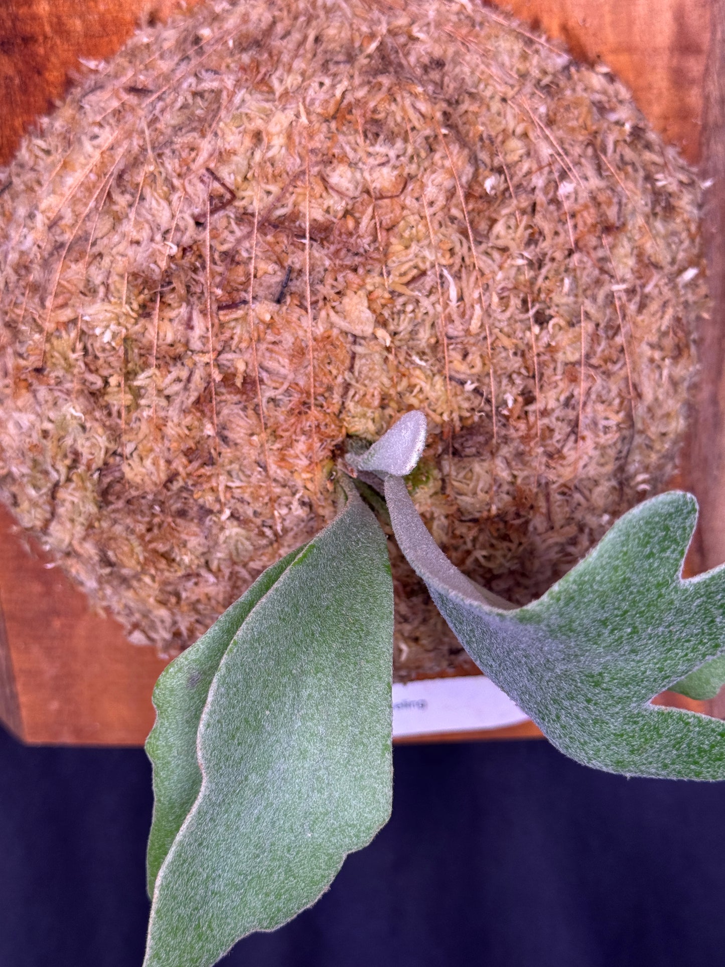 Platycerium 'Unicorn' sporeling mounted