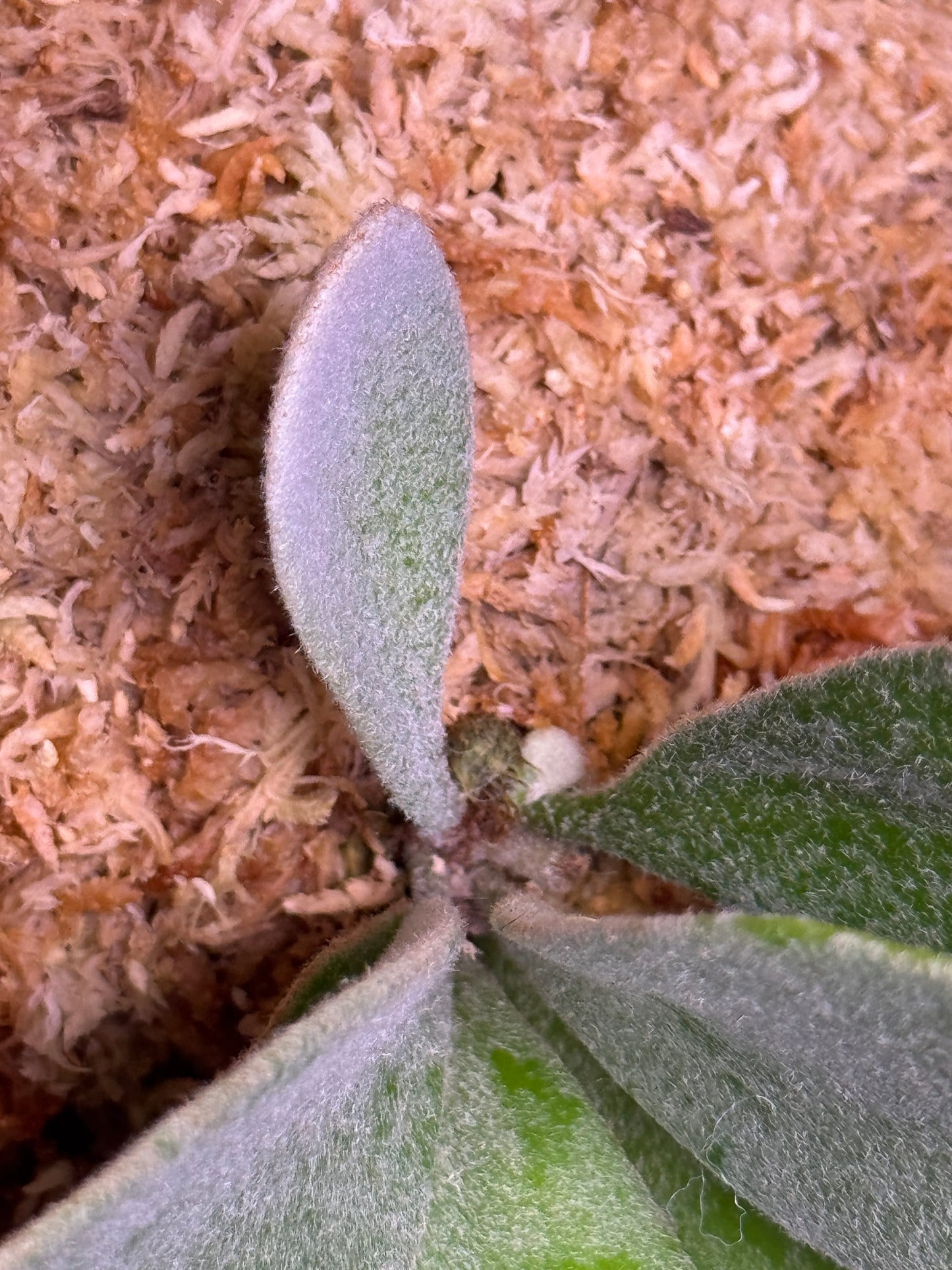 Platycerium ‘Unicorn’ × ‘Celso V02’ sporeling potted