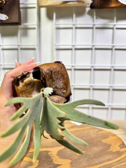 P. willinckii 'Jade Girl' potted sporeling- JG-04