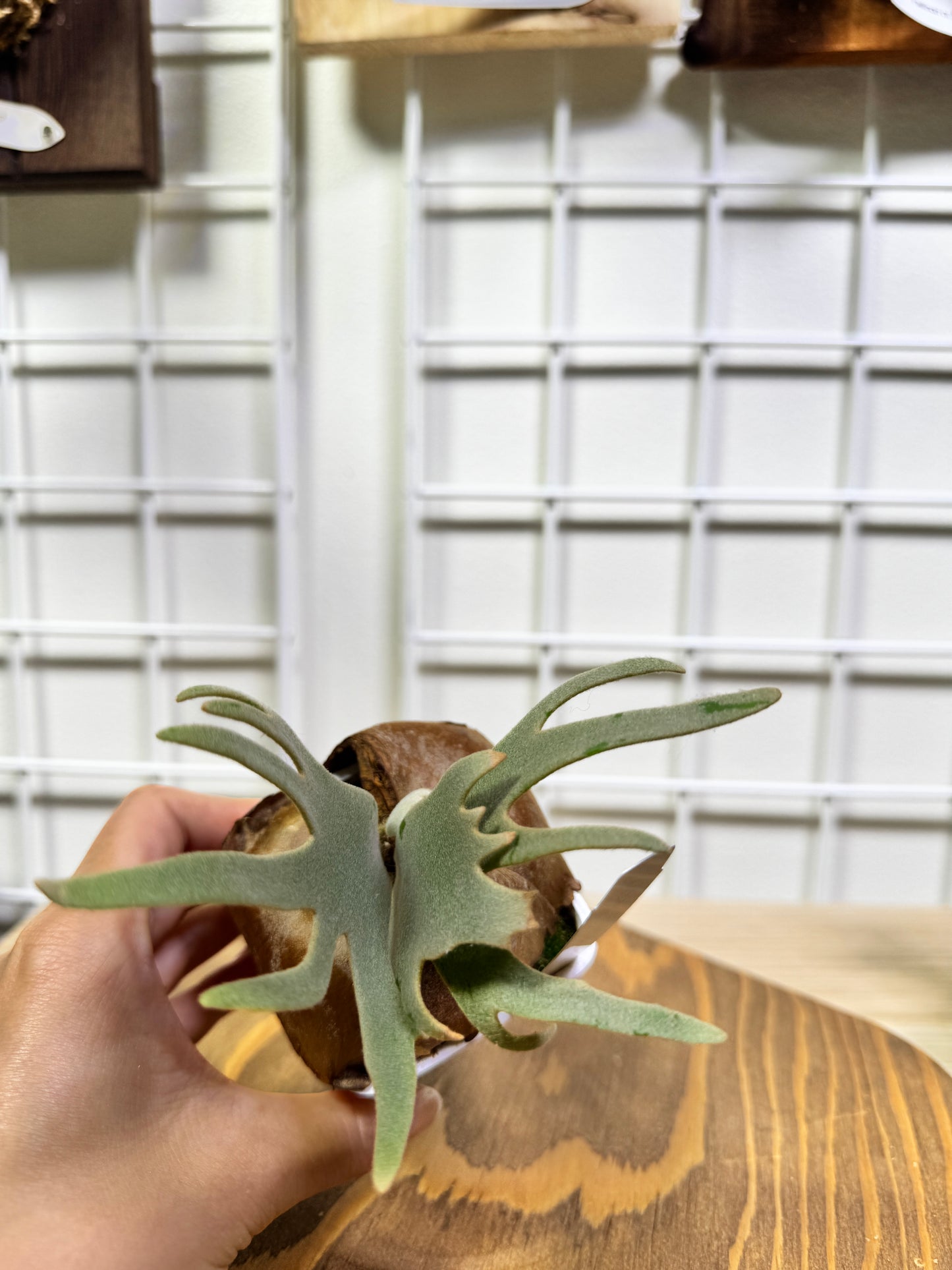 P. willinckii 'Jade Girl' potted sporeling- JG-04