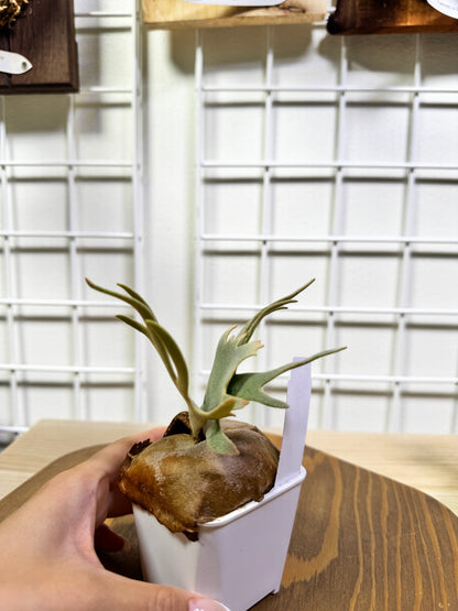 P. willinckii 'Jade Girl' potted sporeling- JG-04