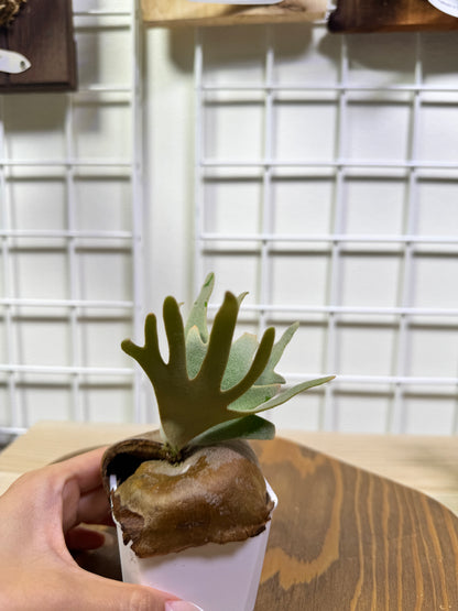 P. willinckii 'Jade Girl' potted sporeling- JG-04