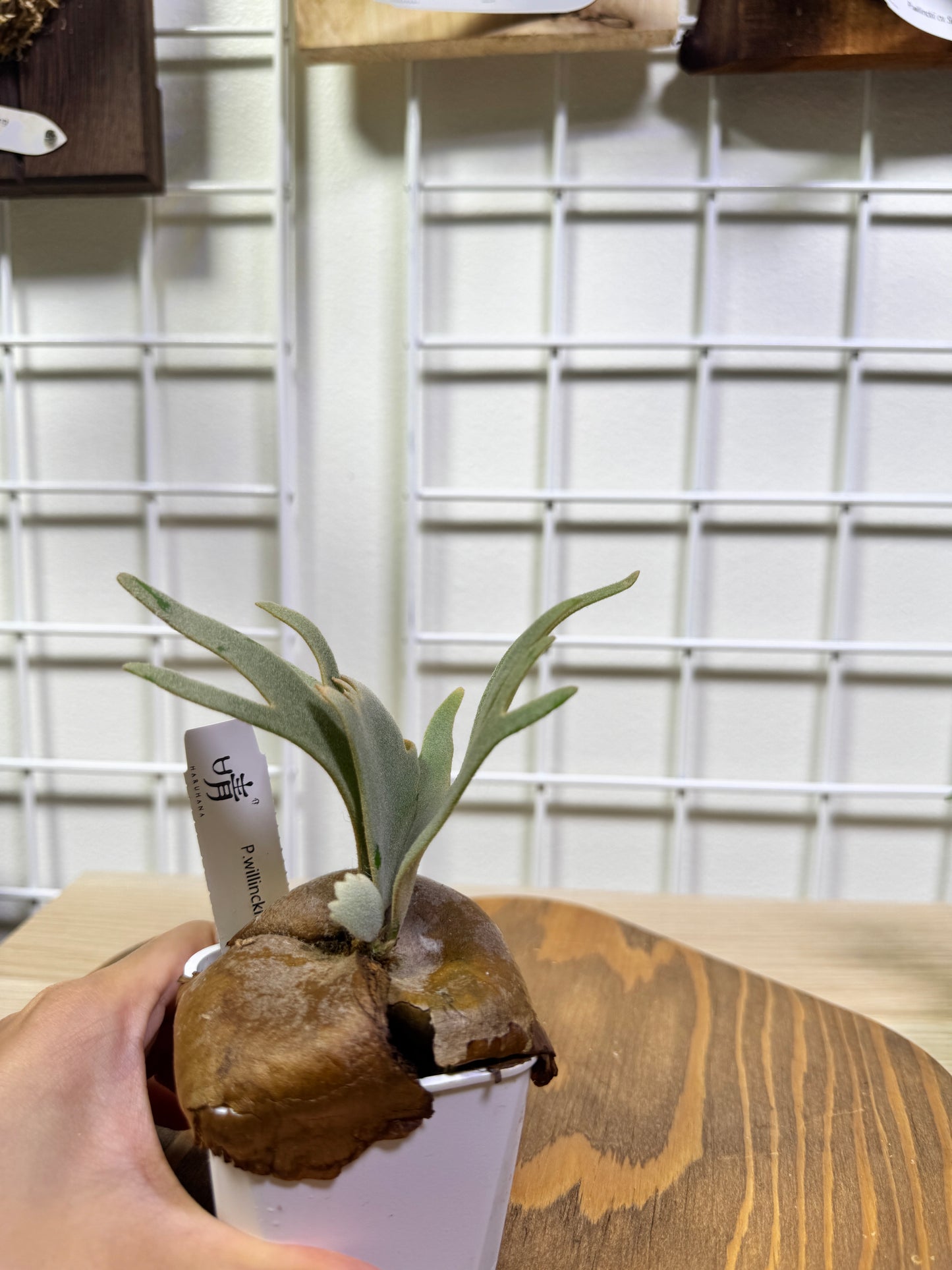 P. willinckii 'Jade Girl' potted sporeling- JG-04