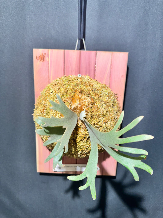 Handcrafted Red Cedar Wood Board