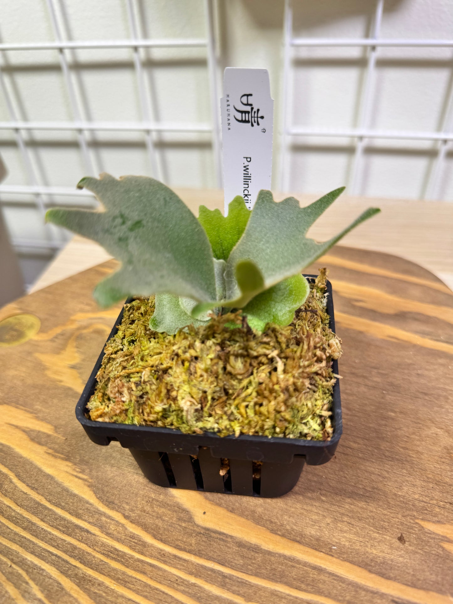 Platycerium Willinckii 'OMG' potted sporeling - OMG-01