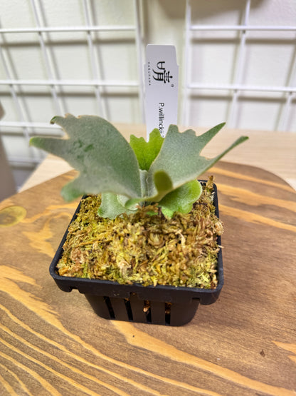 Platycerium Willinckii 'OMG' potted sporeling - OMG-01