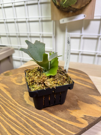 Platycerium Willinckii 'OMG' potted sporeling - OMG-01