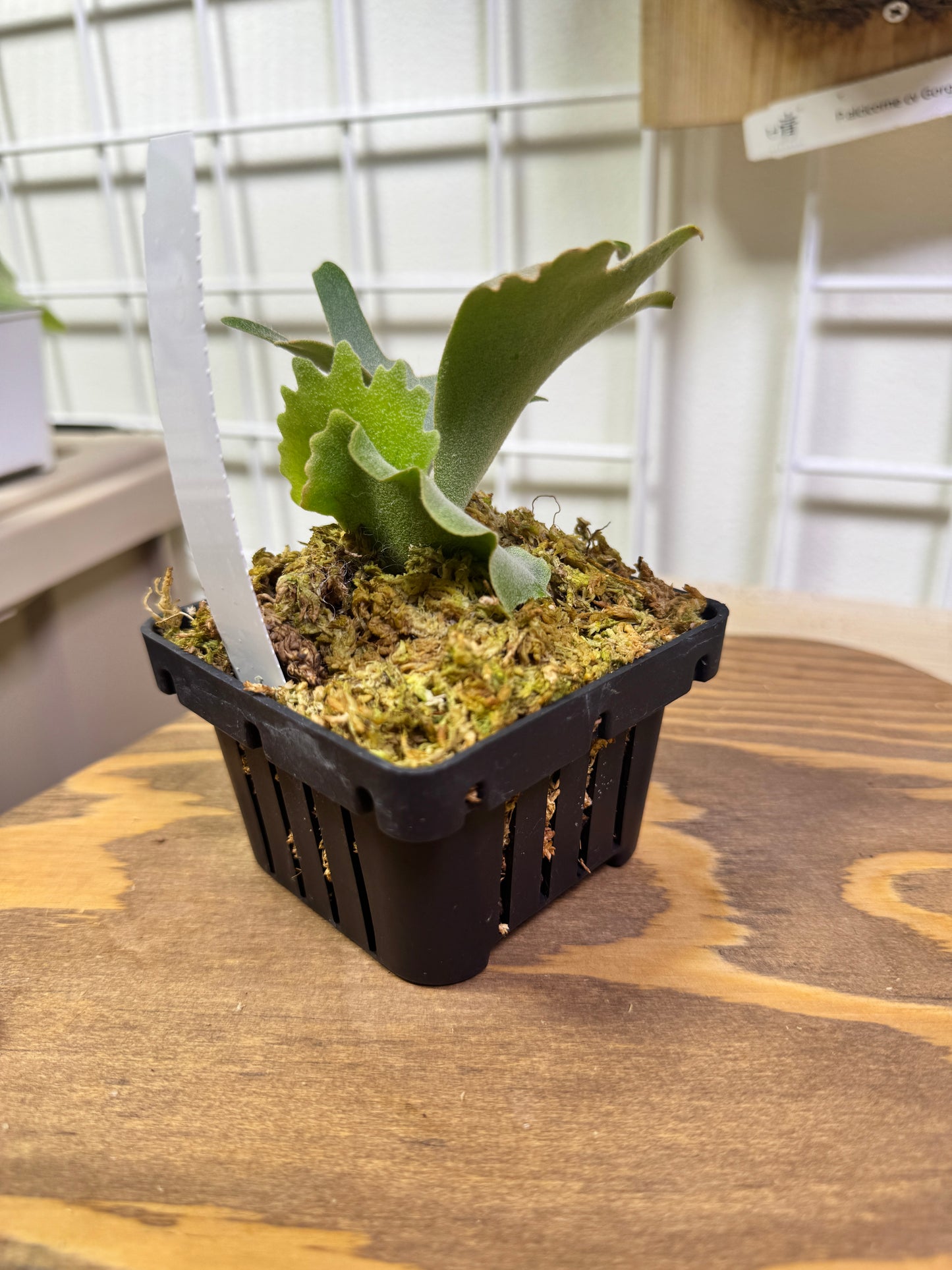 Platycerium Willinckii 'OMG' potted sporeling - OMG-01