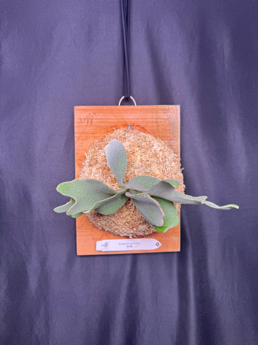 Platycerium 'Unicorn' sporeling mounted -UNI-02