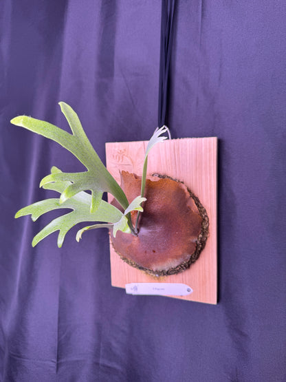 P. popcorn - Offset from Mother Plant - POP-01