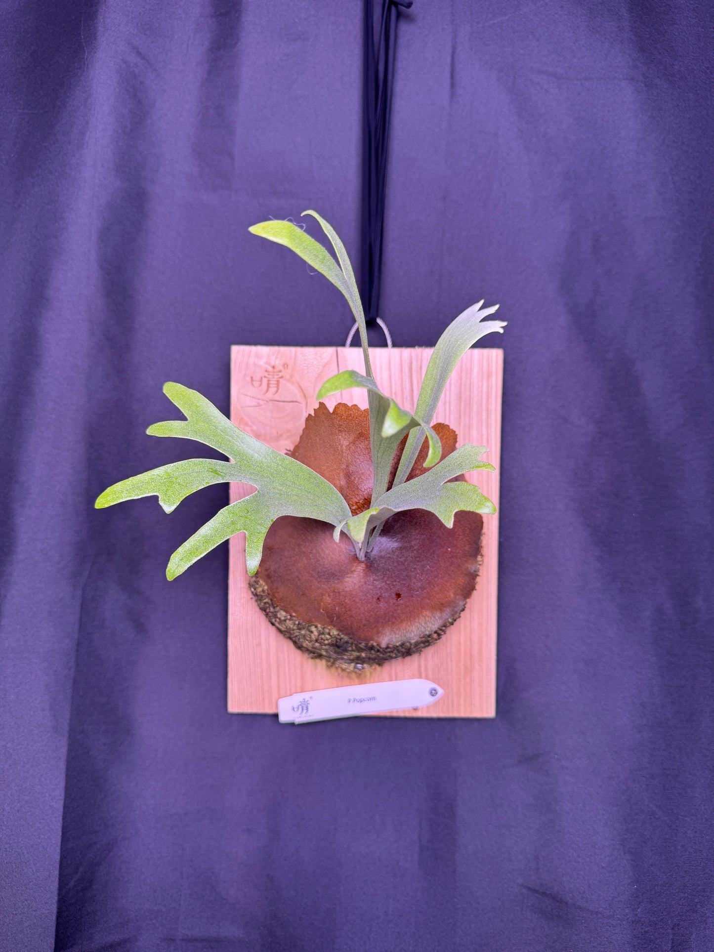 P. popcorn - Offset from Mother Plant - POP-01