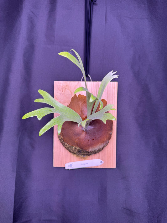 P. popcorn - Offset from Mother Plant - POP-01