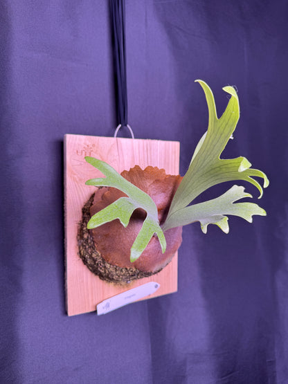 P. popcorn - Offset from Mother Plant - POP-01