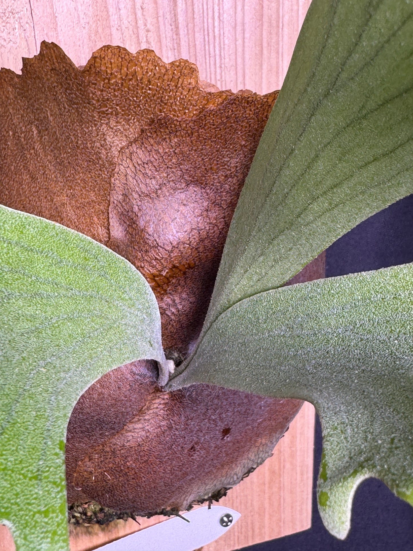 P. popcorn - Offset from Mother Plant - POP-01