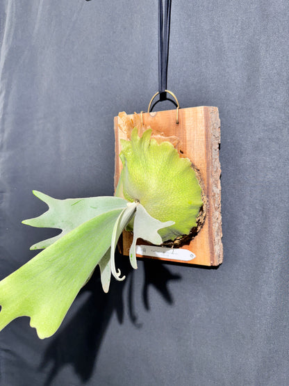 P.willinckii 'White Heaven' - Offset from Mother Plant  - WH-01