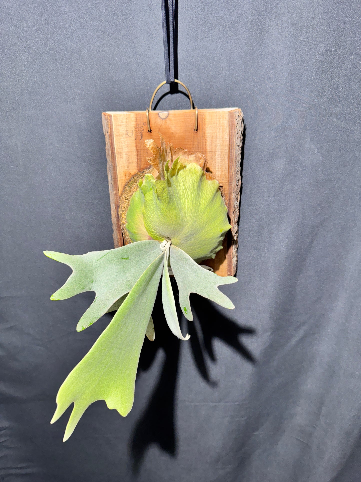 P.willinckii 'White Heaven' - Offset from Mother Plant  - WH-01