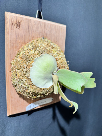 P.willinckii 'Sri peuak' - Offset from Mother Plant  - SP-01