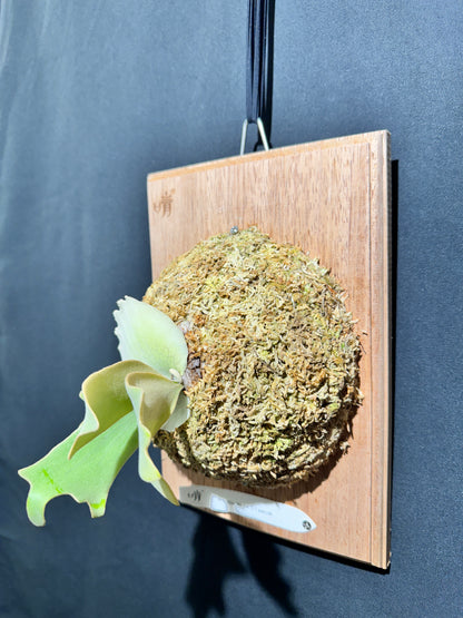 P.willinckii 'Sri peuak' - Offset from Mother Plant  - SP-01