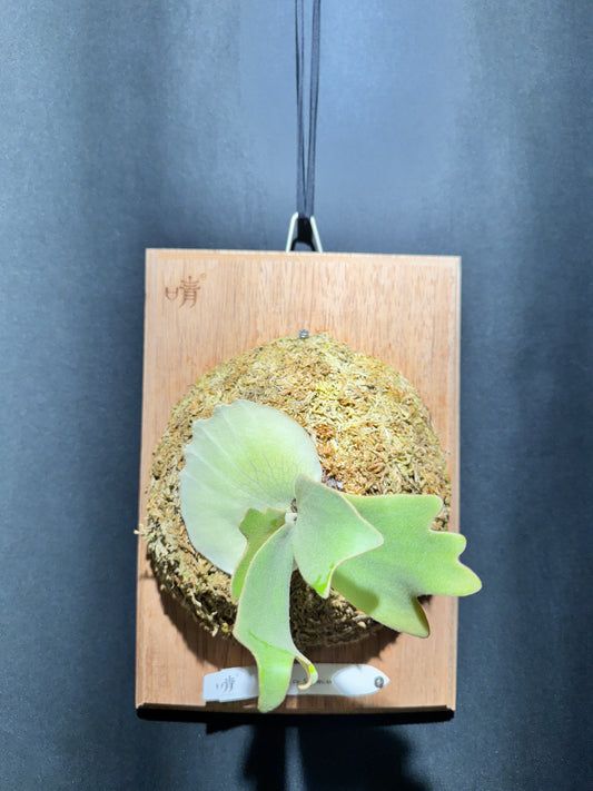 P.willinckii 'Sri peuak' - Offset from Mother Plant  - SP-01