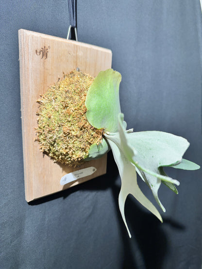 P. bifurcatum 'sp white' - Offset from Mother Plant - SPW-05