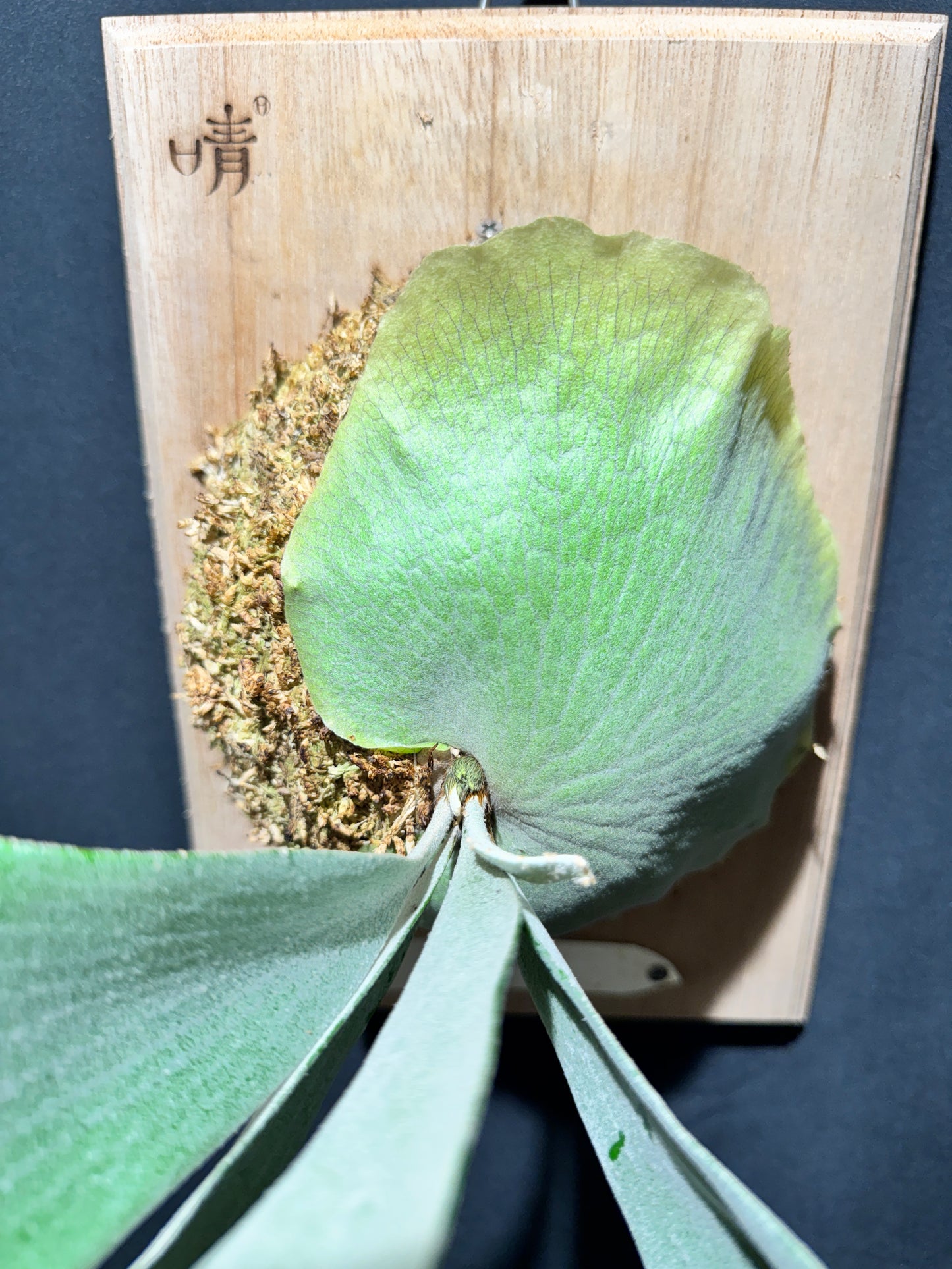 P. bifurcatum 'sp white' - Offset from Mother Plant - SPW-05