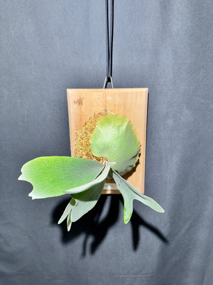 P. bifurcatum 'sp white' - Offset from Mother Plant - SPW-05